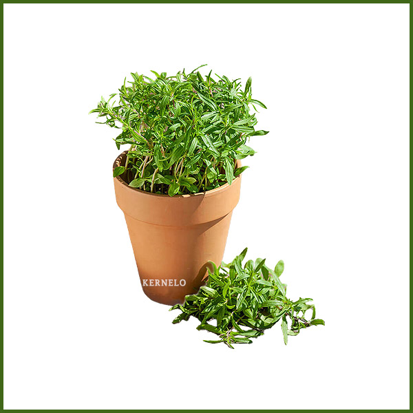 قیمت سبزی مرزه خشک کرنلو