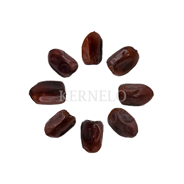 قیمت خرما کلوته عمده Kali Dates wholesale price