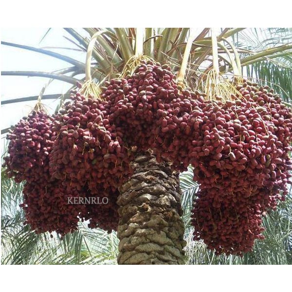 نخل خرما کلوته جیرفت