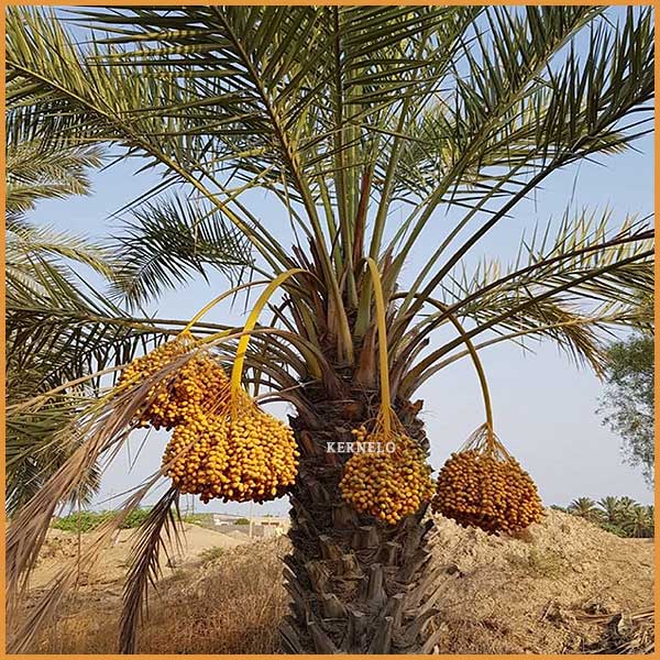 نخل-خرما-آلویی-گنتار
