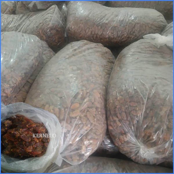 خرما شاهانی عمده صادراتی خرید فروش قیمت