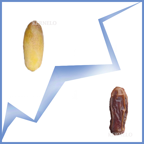 خرید عمده خرما شاهانی کرنلو برند کرنلو انواع خرما Kernelo dates supplier Shahani dates