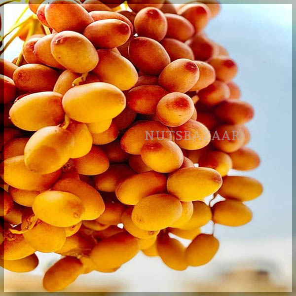قیمت خرید فروش خارک و رطب خرما بریمی گرانترین خرما