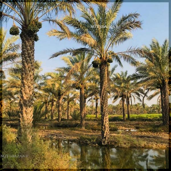 نخل خرما بریمی
فروش عمده انواع خرما بازار عمذه فروشی