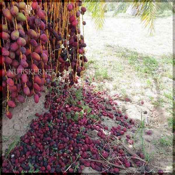 ضایعات خرما دامی تهران
خرید فروش عمده با قیمت