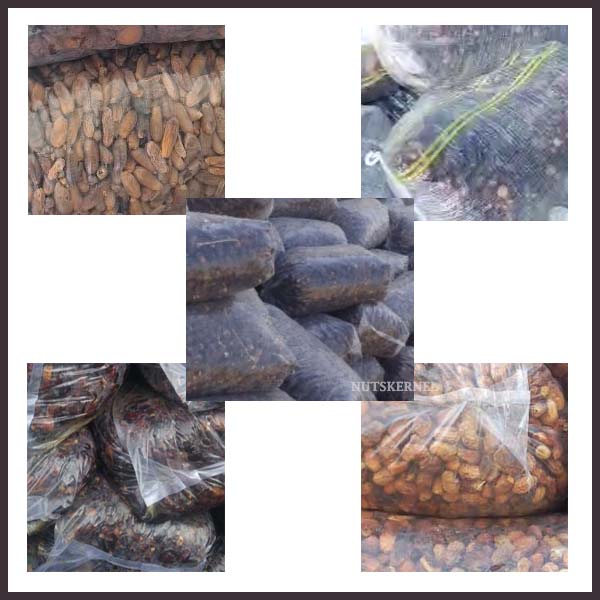 قیمت خرما ضایعات عمده