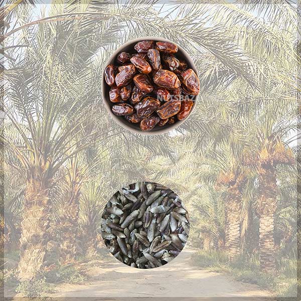 قیمت خرید روغن هسته خرماعمده date seeds oil