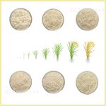 قیمت عمده مقایسه انواع برنج هاشمی طارم rice iranian
