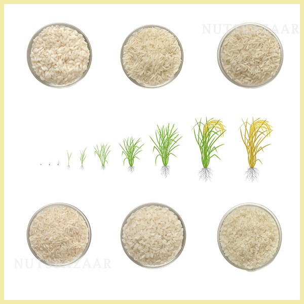 قیمت عمده مقایسه انواع برنج هاشمی طارم rice iranian