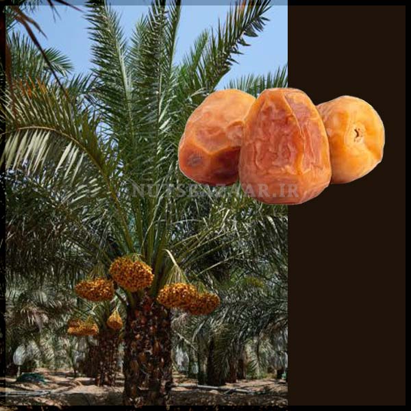 نخل خرما سکری عربستانSukkari date wholesale