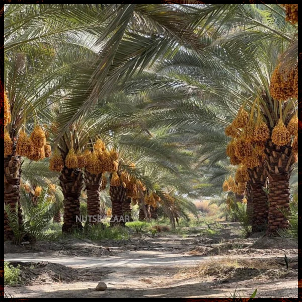 درباره نخل خرما قیمت خرید فروش
