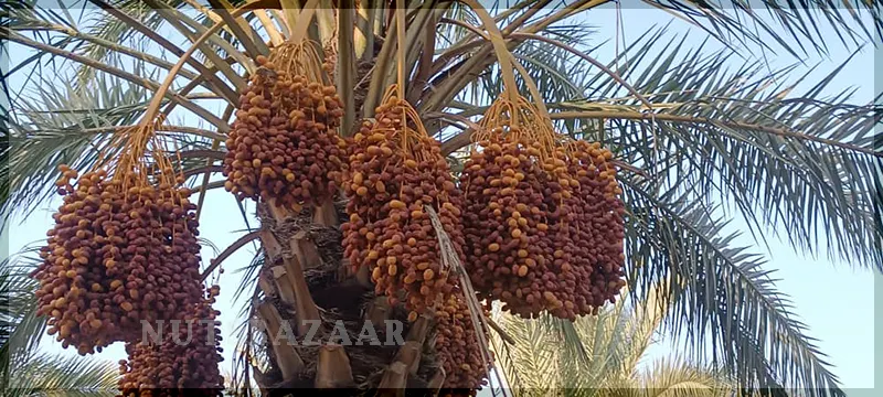 خرما زاهدی 1404 zahedi dates
