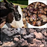 تفاله خرما عمده