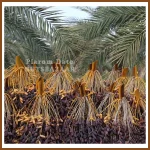 قیمت خرما پیارم سال 1404 Piarom date supplier