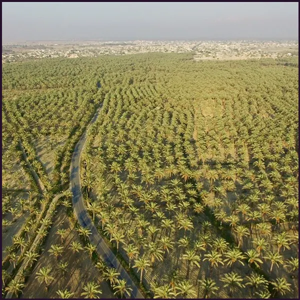 اخبار خرما بوشهر کبکاب